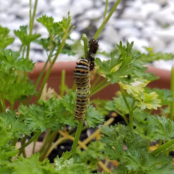 Papilio