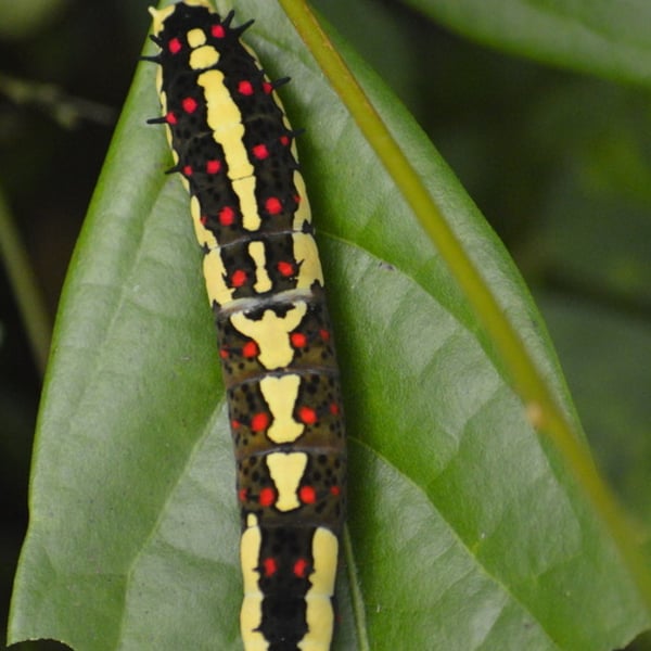 Papilio clytia