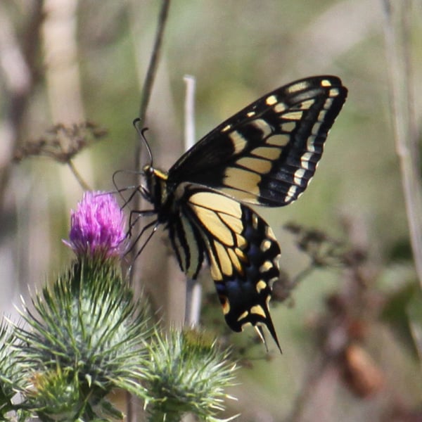 Papilio zelicaon