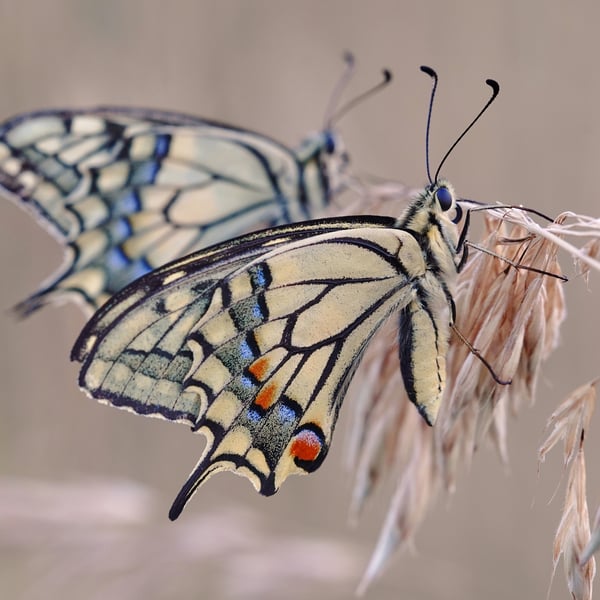 Papilio machaon