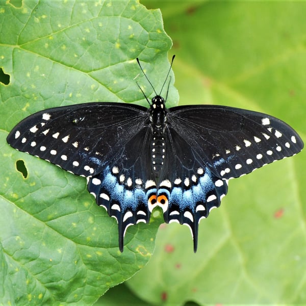 Papilio polyxenes