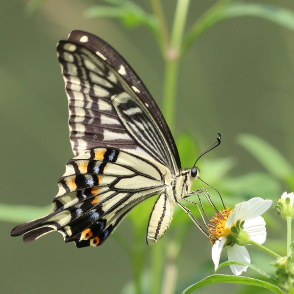 Papilio xuthus