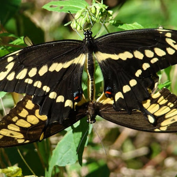 Papilio cresphontes