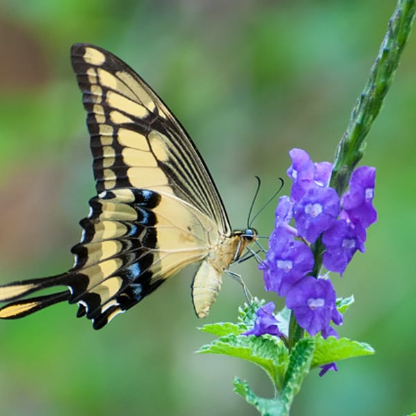Papilio thoas