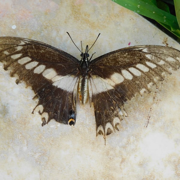 Papilio ornythion