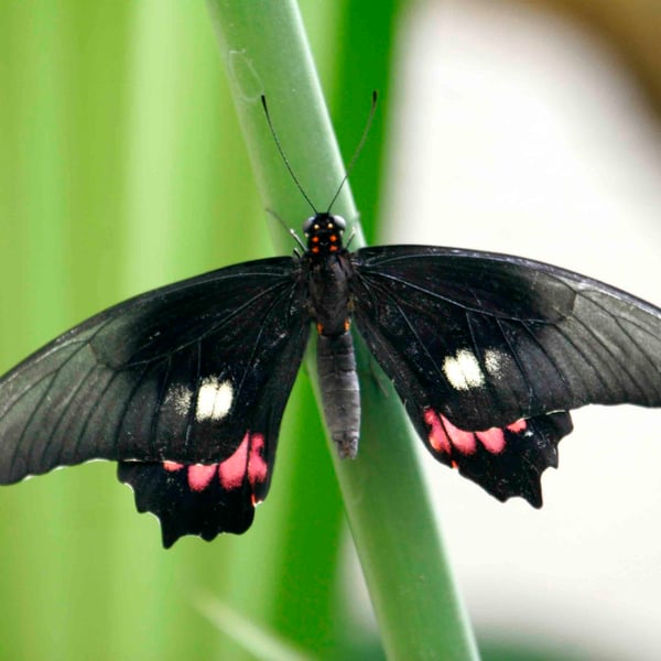 Papilio anchisiades