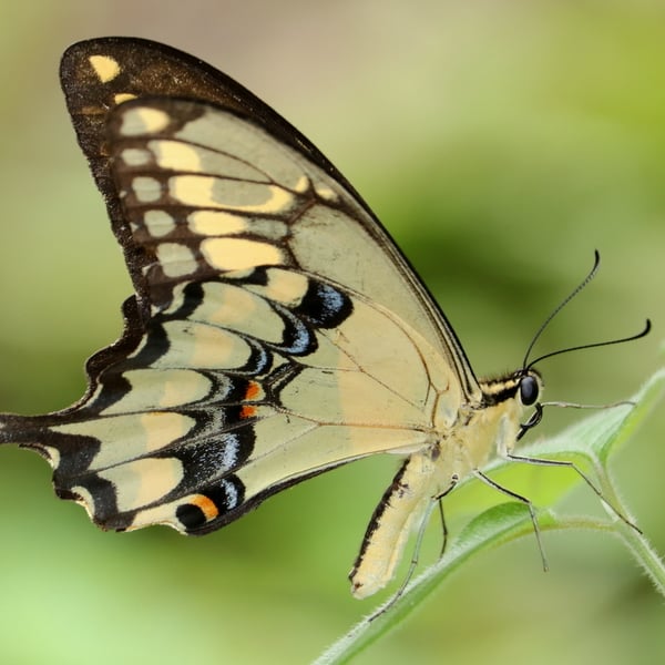 Papilio rumiko