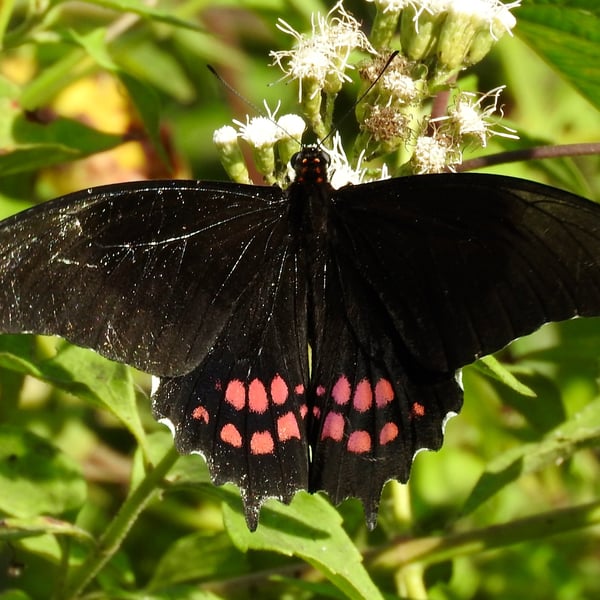 Papilio rogeri