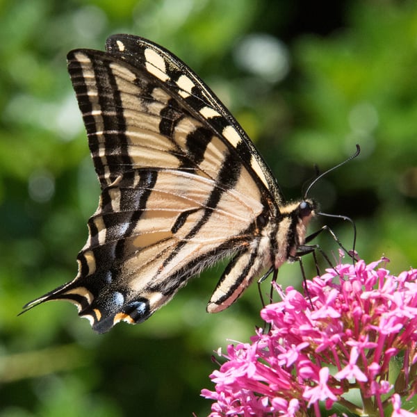 Papilio rutulus