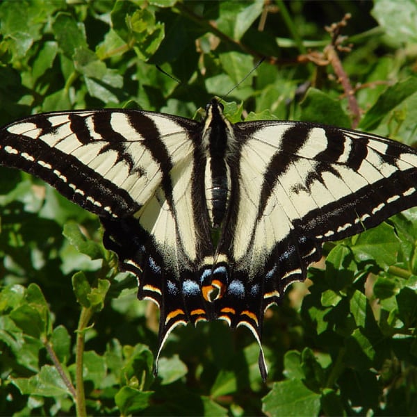 Papilio eurymedon