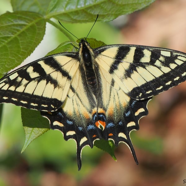 Papilio canadensis