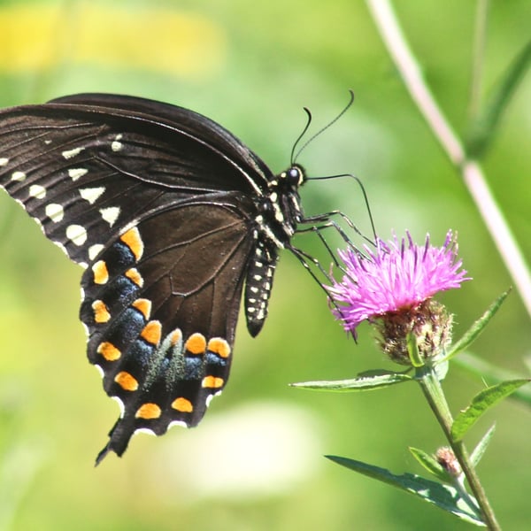 Papilio troilus