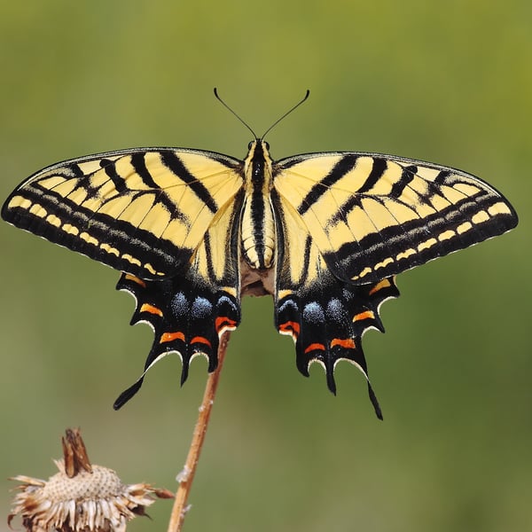 Papilio multicaudata