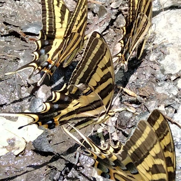 Papilio pilumnus