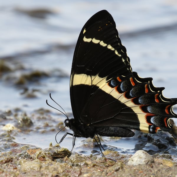 Papilio garamas