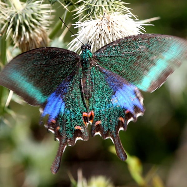Papilio bianor