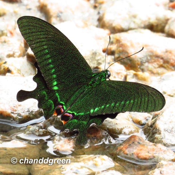 Papilio paris