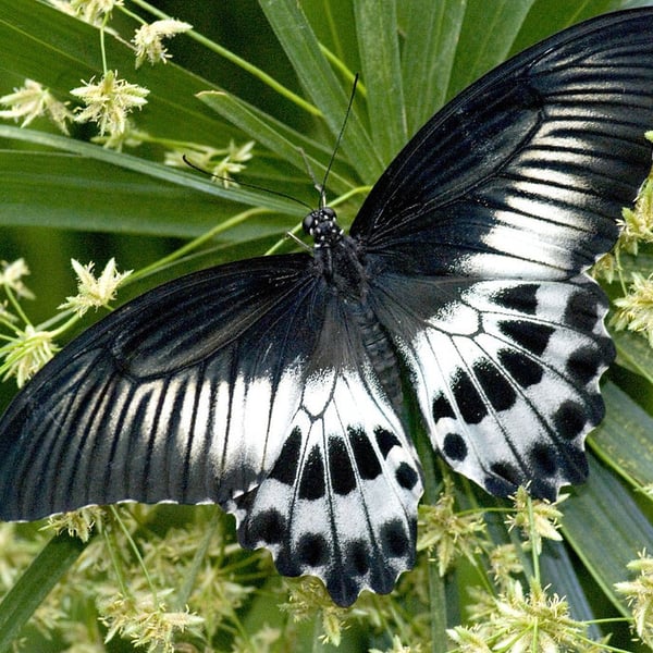 Papilio polymnestor