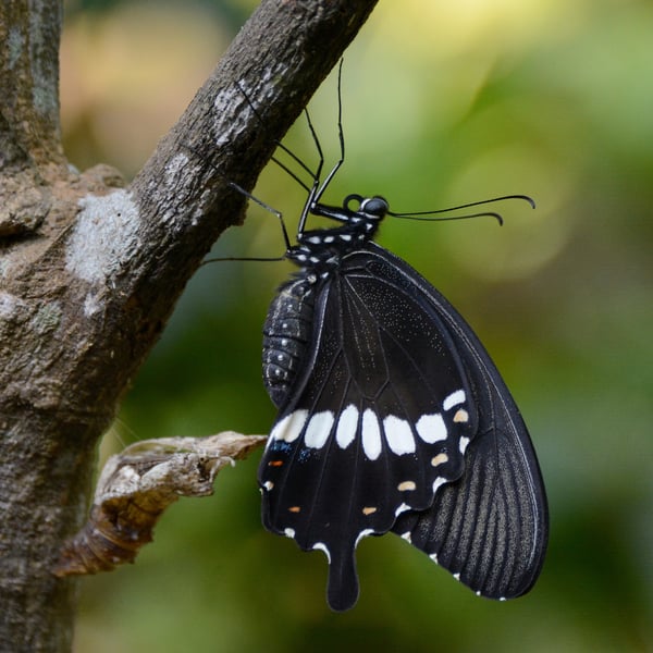 Papilio polytes