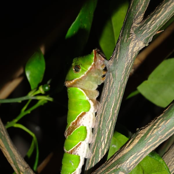Papilio protenor