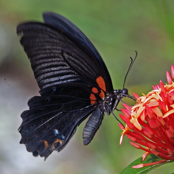 Papilio memnon