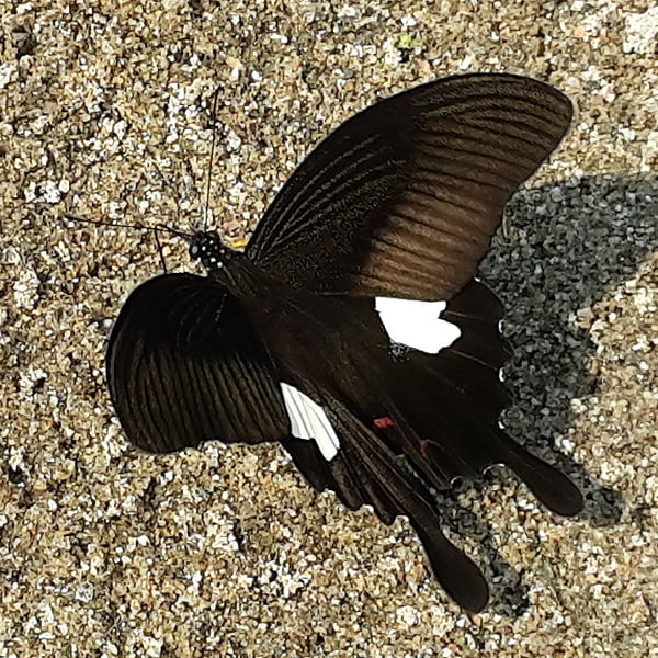 Papilio helenus