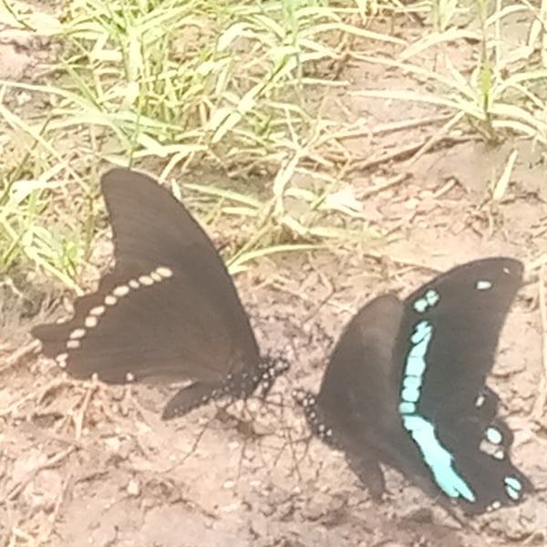 Papilio nireus