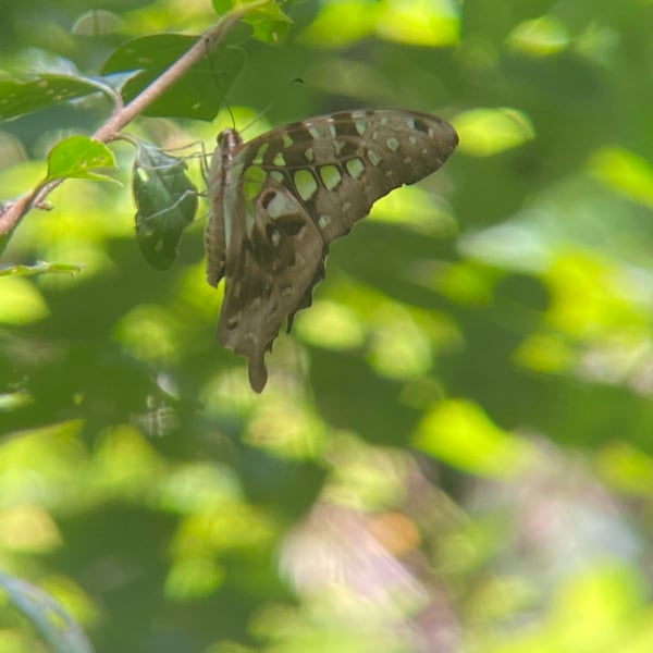 Graphium