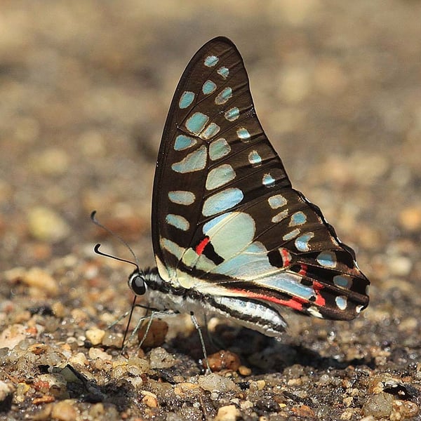 Graphium doson