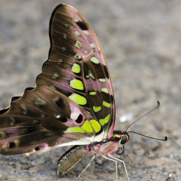Graphium agamemnon