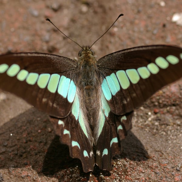 Graphium sarpedon