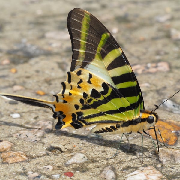 Graphium antiphates