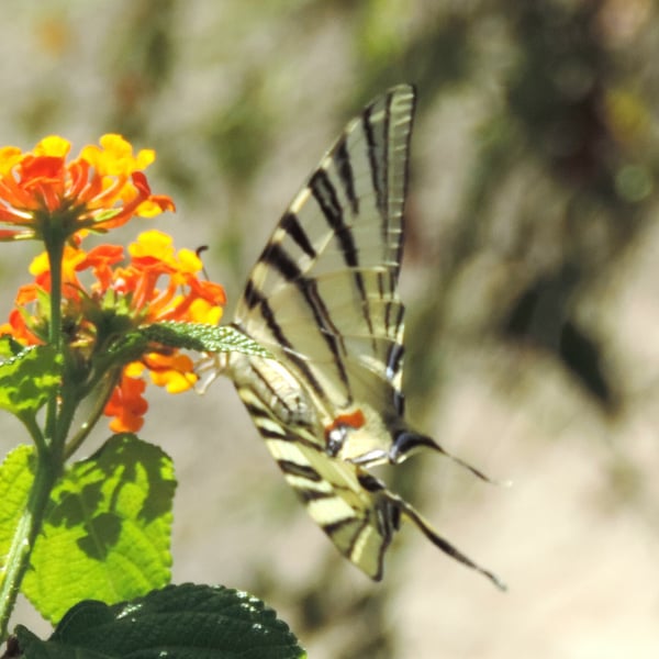 Iphiclides podalirius