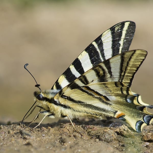 Iphiclides feisthamelii