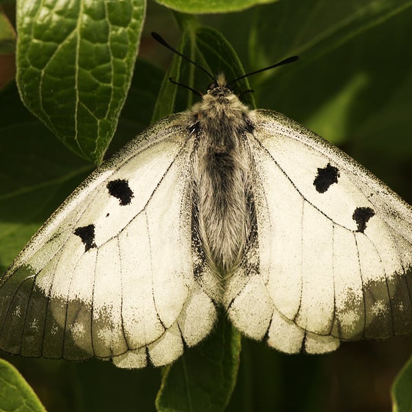 Parnassius mnemosyne