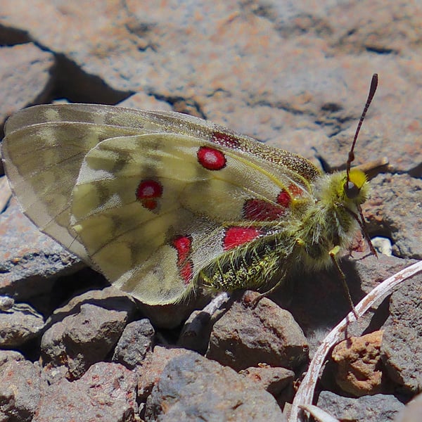 Parnassius clodius
