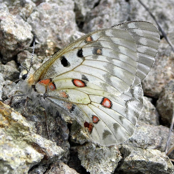 Parnassius smintheus