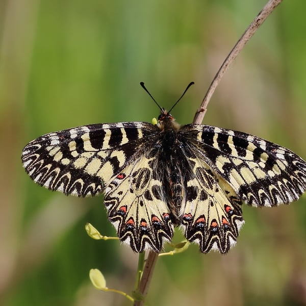 Zerynthia cassandra
