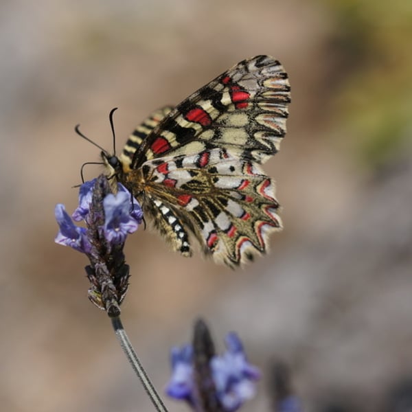 Zerynthia rumina