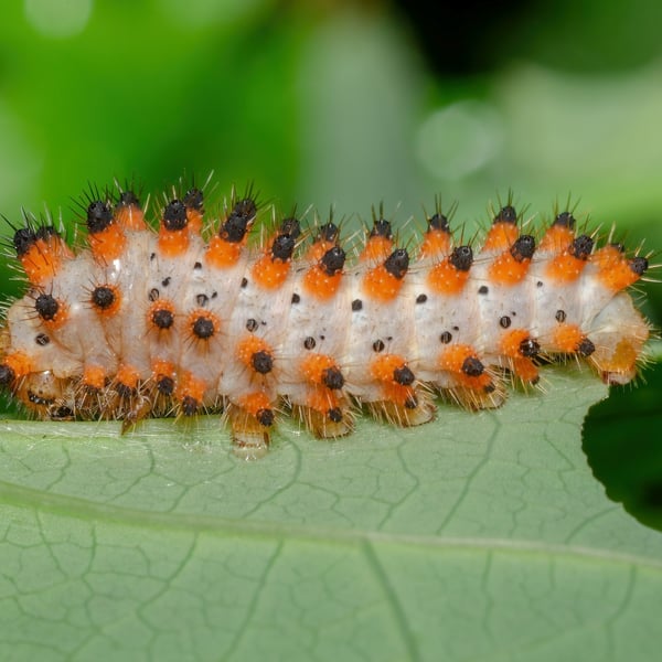Zerynthia polyxena