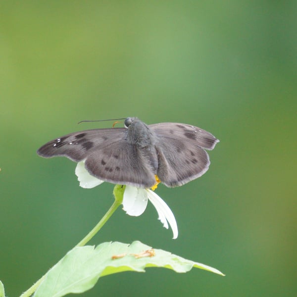 Tagiades japetus