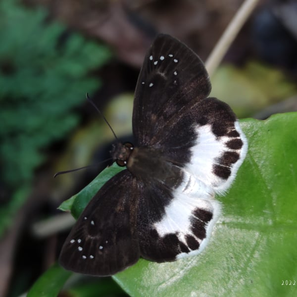 Tagiades litigiosa