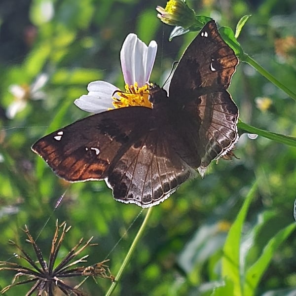 Odontoptilum angulata