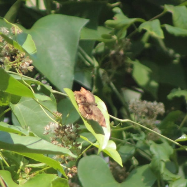 Achlyodes