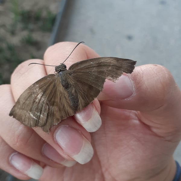 Achlyodes pallida