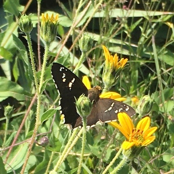 Apyrrothrix araxes