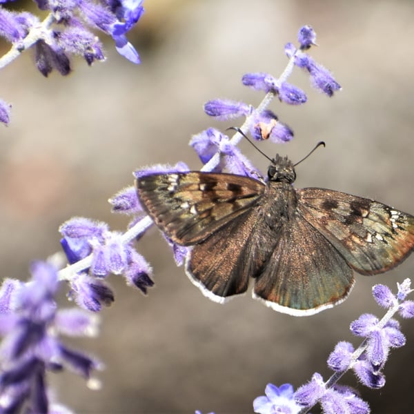 Erynnis