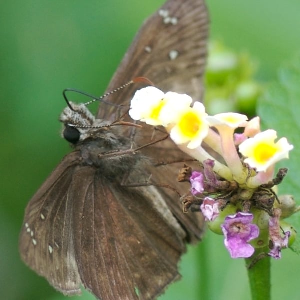 Erynnis horatius