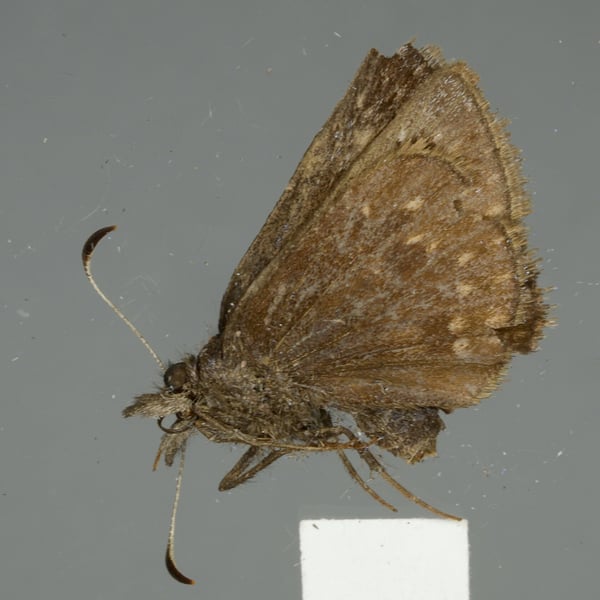 Erynnis icelus