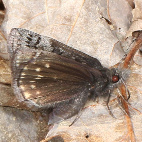 Erynnis brizo
